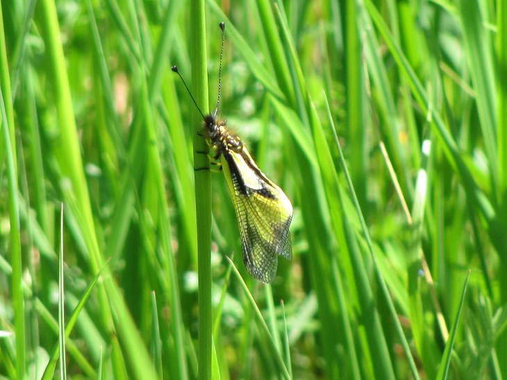 Libelloides coccajus forma gialla
